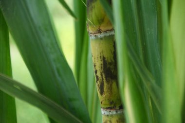 Şeker kamışı bitkileri, tropikal ülkelerdeki şeker kamışı tarlalarında yetişen ve sarı şeker kamışı saplarını gösteren