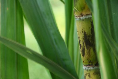 Şeker kamışı bitkileri, tropikal ülkelerdeki şeker kamışı tarlalarında yetişen ve sarı şeker kamışı saplarını gösteren