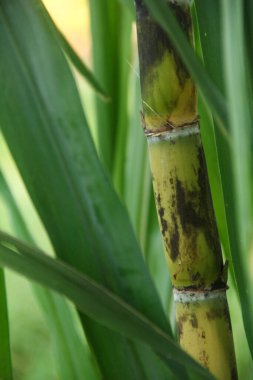 Şeker kamışı bitkileri, tropikal ülkelerdeki şeker kamışı tarlalarında yetişen ve sarı şeker kamışı saplarını gösteren