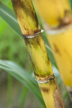 Şeker kamışı bitkileri, tropikal ülkelerdeki şeker kamışı tarlalarında yetişen ve sarı şeker kamışı saplarını gösteren