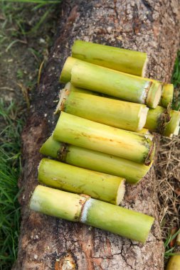 Endonezya 'daki şeker kamışı çiftliğinden yeni toplanmış taze sarı şeker kamışı sapları.