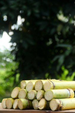 Endonezya 'daki şeker kamışı çiftliğinden yeni toplanmış taze sarı şeker kamışı sapları.