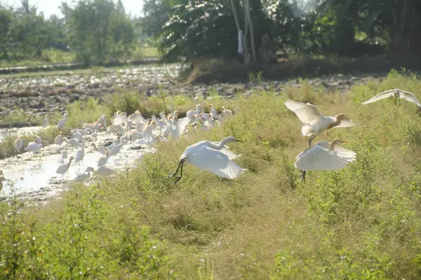 Pirinç tarlalarındaki küçük balıkçıl ya da Egretta Garzetta, pirinç tarlalarının üzerinde uçan küçük balıkçıl sürüsü.