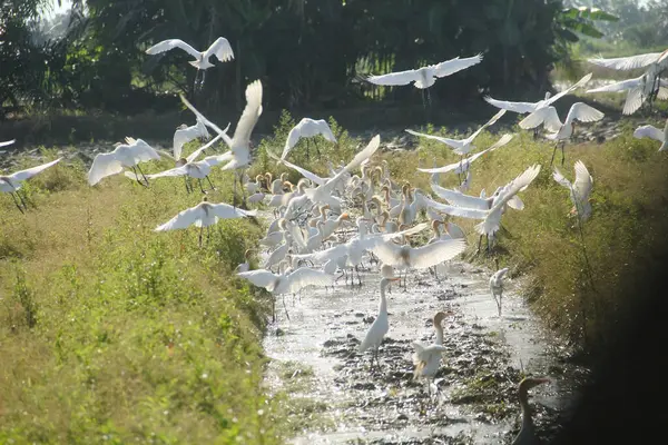 Pirinç tarlalarındaki küçük balıkçıl ya da Egretta Garzetta, pirinç tarlalarının üzerinde uçan küçük balıkçıl sürüsü.