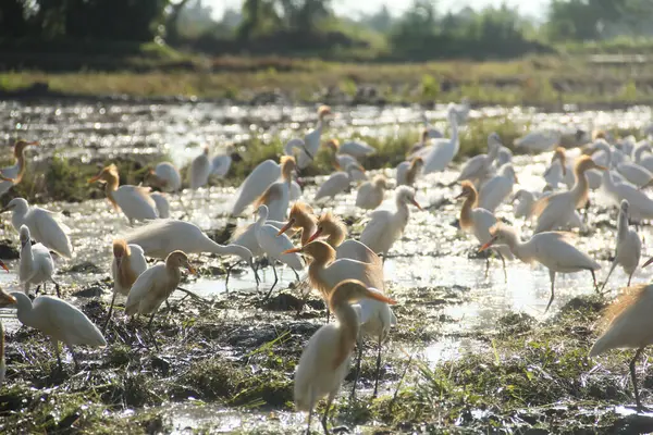 Küçük balıkçıl (