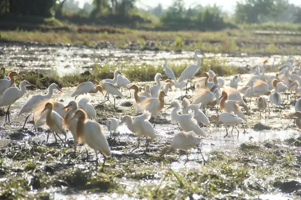 Küçük balıkçıl (
