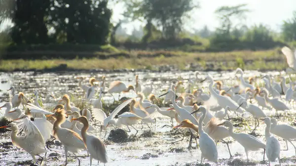 Küçük balıkçıl (