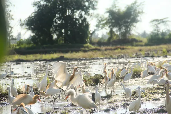 Küçük balıkçıl (