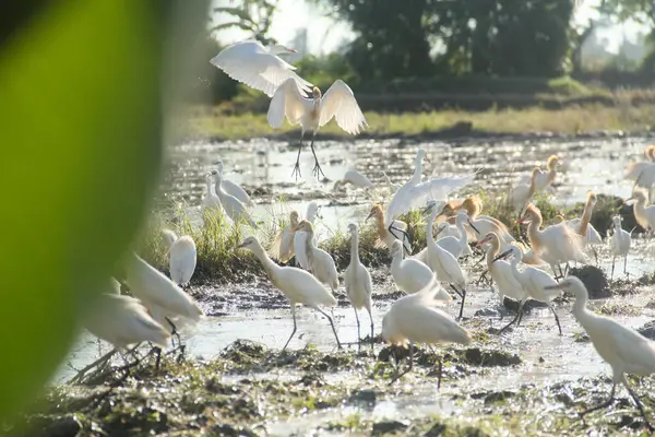 Küçük balıkçıl (