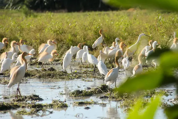 Küçük balıkçıl (