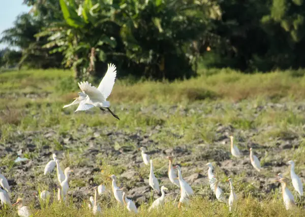 Küçük balıkçıl (