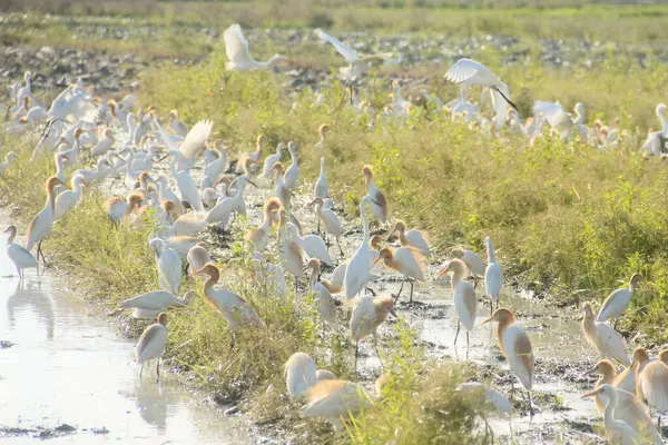 Küçük balıkçıl (