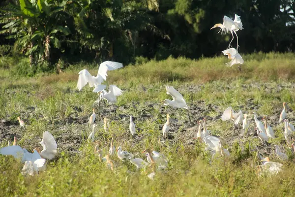 Küçük balıkçıl (