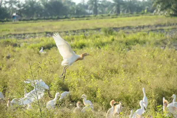 Küçük balıkçıl (