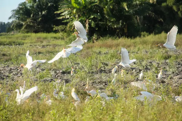 Küçük balıkçıl (