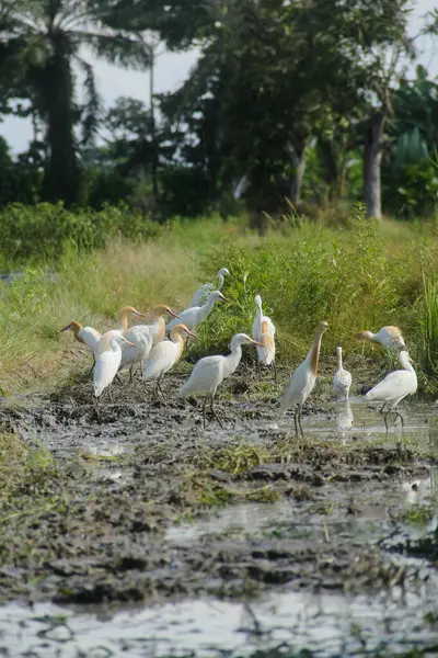 Küçük balıkçıl (
