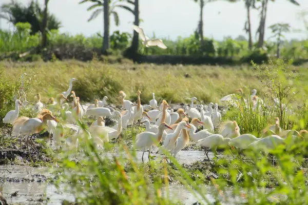 Küçük balıkçıl (