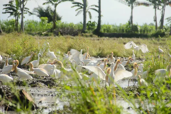 Küçük balıkçıl (