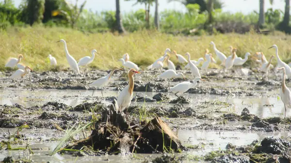 Küçük balıkçıl (