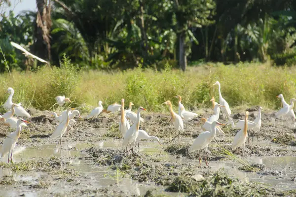 Küçük balıkçıl (