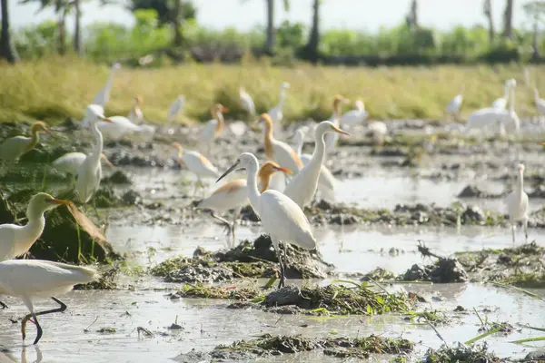 Küçük balıkçıl (