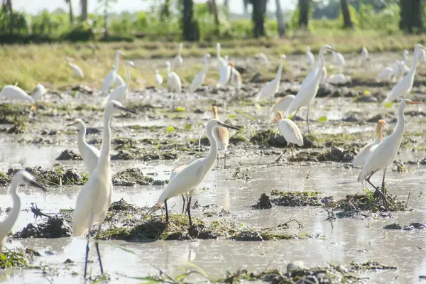 Küçük balıkçıl (
