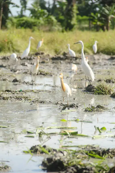 Küçük balıkçıl (