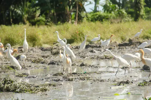 Küçük balıkçıl (