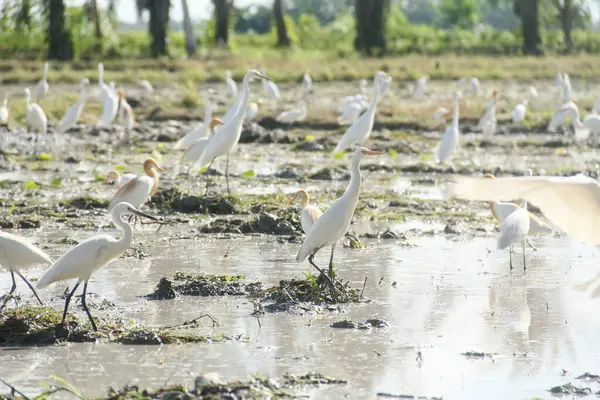 Küçük balıkçıl (