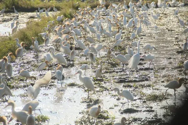 Küçük balıkçıl (