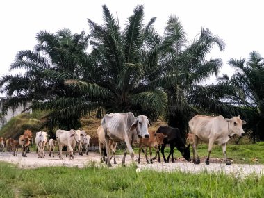 Bir grup sığır ya da boğa, Endonezya 'daki petrol palmiyeleri etrafında toplanan sığırları işaret ediyor.