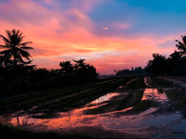 Bir köydeki pirinç tarlalarında sabah atmosferinin göz kamaştırıcı bir anı. Güneş, sularla dolu tarım arazisinde güneşin yansımasıyla doğuyor. 