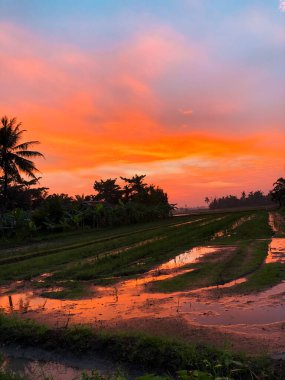 Bir köydeki pirinç tarlalarında sabah atmosferinin göz kamaştırıcı bir anı. Güneş, sularla dolu tarım arazisinde güneşin yansımasıyla doğuyor. 