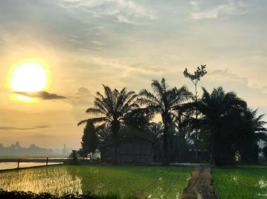 Bir köydeki pirinç tarlalarında sabah atmosferinin göz kamaştırıcı bir anı. Güneş, sularla dolu tarım arazisinde güneşin yansımasıyla doğuyor. 