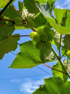Yeşil üzüm ya da Vitis vinivera L, tropik bir ülkedeki yeşil üzüm tarlasında hala yeşil bir ağaçta asılı duran yeşil üzümler.
