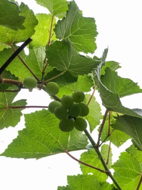 Yeşil üzüm ya da Vitis vinivera L, tropik bir ülkedeki yeşil üzüm tarlasında hala yeşil bir ağaçta asılı duran yeşil üzümler.