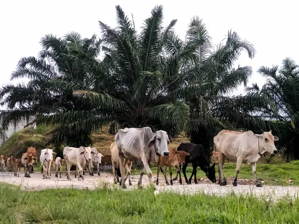 Bir grup sığır ya da boğa, Endonezya 'daki petrol palmiyeleri etrafında toplanan sığırları işaret ediyor.