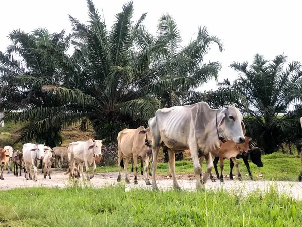 Bir grup sığır ya da boğa, Endonezya 'daki petrol palmiyeleri etrafında toplanan sığırları işaret ediyor.