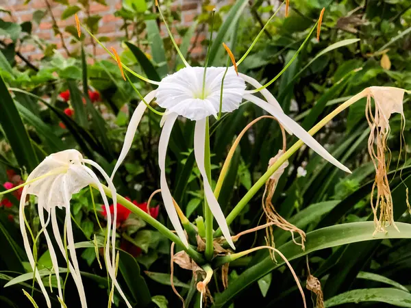 Hymenocallis littoralis, Amaryllidaceae familyasından bir bitki türü.