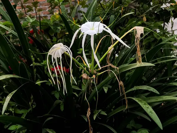 Hymenocallis littoralis, Amaryllidaceae familyasından bir bitki türü.
