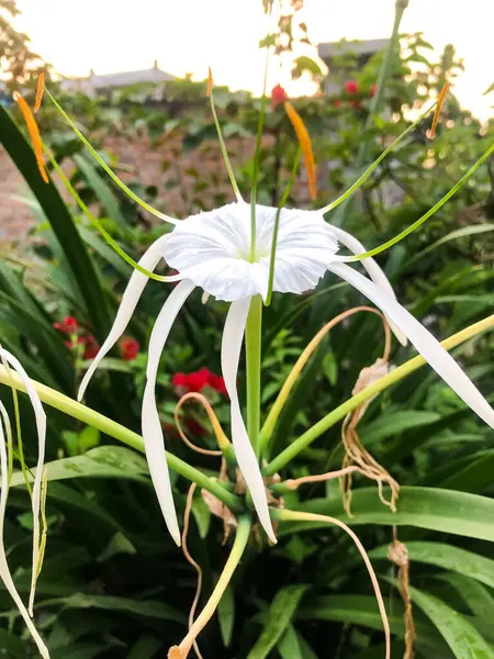 Hymenocallis littoralis, Amaryllidaceae familyasından bir bitki türü.