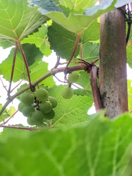 Yeşil üzüm ya da Vitis vinivera L, tropik bir ülkedeki yeşil üzüm tarlasında hala yeşil bir ağaçta asılı duran yeşil üzümler.