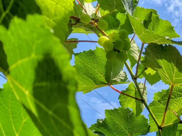 Yeşil üzüm ya da Vitis vinivera L, tropik bir ülkedeki yeşil üzüm tarlasında hala yeşil bir ağaçta asılı duran yeşil üzümler.