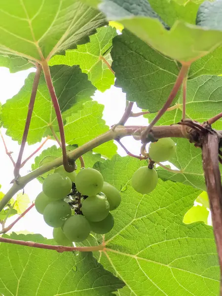 Yeşil üzüm ya da Vitis vinivera L, tropik bir ülkedeki yeşil üzüm tarlasında hala yeşil bir ağaçta asılı duran yeşil üzümler.