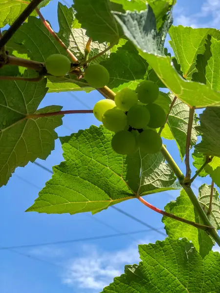 Yeşil üzüm ya da Vitis vinivera L, tropik bir ülkedeki yeşil üzüm tarlasında hala yeşil bir ağaçta asılı duran yeşil üzümler.