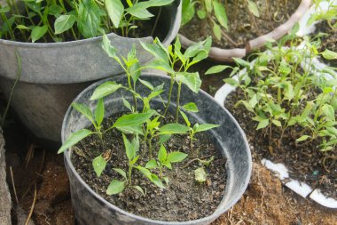 Kapsiyum yıllık veya kıvırcık kırmızı biber yetiştirme verimli ve gevşek toprak yüzeyinde yapılır. Chili bitkisi, taze, yeşil ve sağlıklı biber bitkileri üretir.