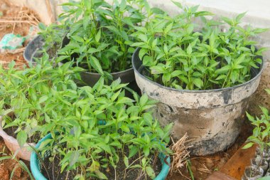 Kapsiyum yıllık veya kıvırcık kırmızı biber yetiştirme verimli ve gevşek toprak yüzeyinde yapılır. Chili bitkisi, taze, yeşil ve sağlıklı biber bitkileri üretir.