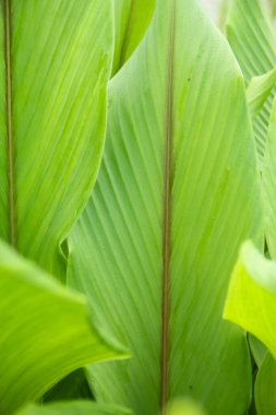 Curcuma Zanthorrhiza ya da zencefil iyi yetişir ve humus topraklarında kalın yeşil yaprakları vardır.