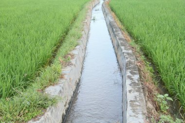 Sulama ya da su akışı ya da pirinç tarlası boyunca inşa edilen ve tarım arazisi için gerekli suyu sağlayan kanallar