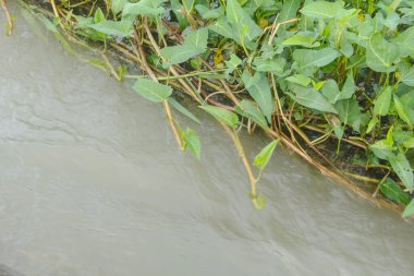 Ipomoea aquatica ya da su ıspanağı su akıntılarında yaşar ve bazen su akışını bozar.